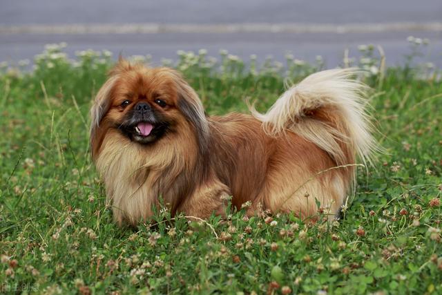 小型犬品种大全及图片（小型宠物狗品种图片 ）