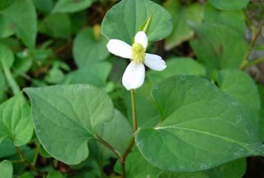 野菜的种类和图片大全（野菜的种类）