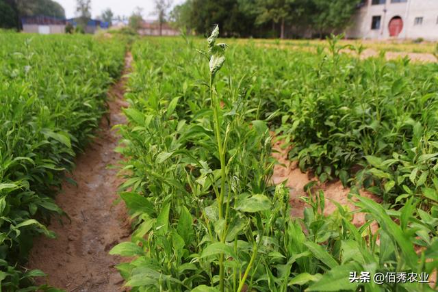 种植什么药材最赚钱收益快（种什么药材最赚钱农村）