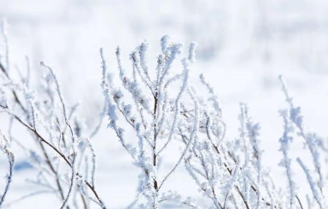 雪诗句大全唯美（雪诗）