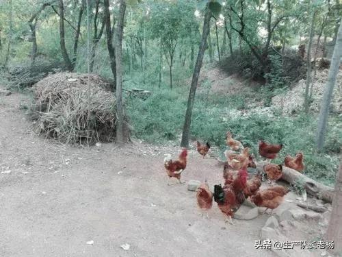 散养土鸡的养殖方法（散养土鸡养殖技术）