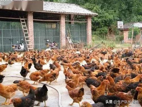 散养土鸡的养殖方法（散养土鸡养殖技术）