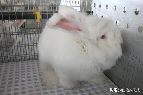 宠物长毛兔子的品种及图片（长毛宠物兔子品种及价格）