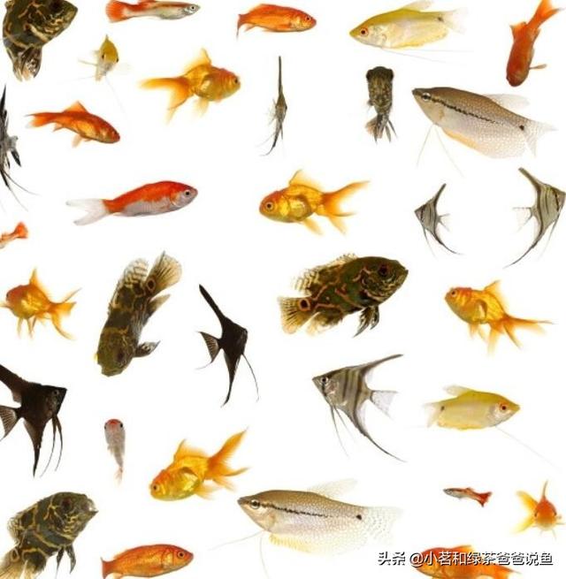 观赏鱼品种大全及图片和名字（观赏鱼图片及名称）