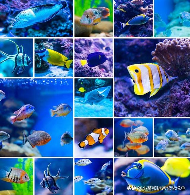 观赏鱼品种大全及图片和名字（观赏鱼图片及名称）