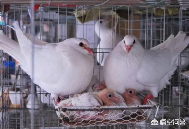 肉食鸽的养殖方法（肉食鸽养殖效益怎样）