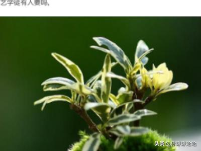 瞿芳毛文超是什么关系（毛文超和瞿芳什么关系）