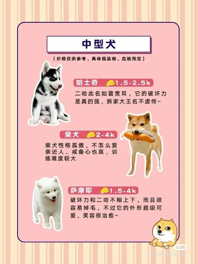 小型犬品种大全及图片（小型犬图片大全带名字）