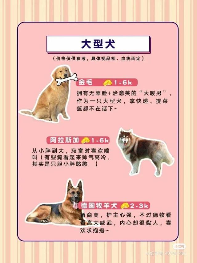 小型犬品种大全及图片（小型犬图片大全带名字）