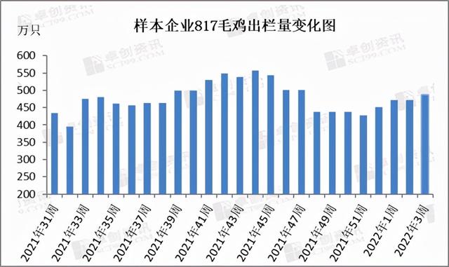 毛鸡价格行情今日报价（817毛鸡价格今天）