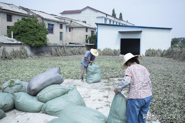 自制艾条的方法视频（艾条怎么用的方法视频）