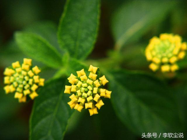 植树节小诗歌4句（关于植树节的小诗歌）