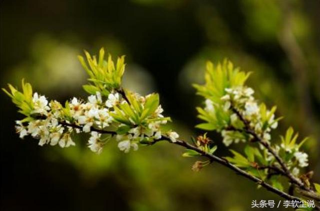 植树节小诗歌4句（关于植树节的小诗歌）