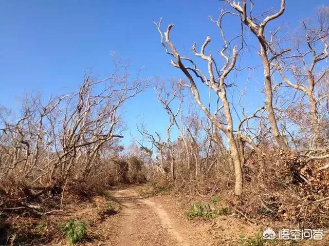 威马逊台风路径图（威马逊路径图）