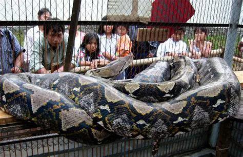 世界上最长的蛇有多长几米（世界上最长的蛇有多长）