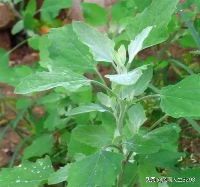 春天野菜图片大全及名字图库（春天野菜的种类和图片大全）