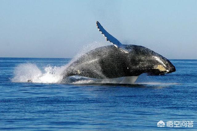 鲸鱼是世界上最大的哺乳动物（世界上最大的哺乳动物是啥玩意）