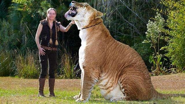 世界上最大的狗巨型（世界上最大的狗巨型视频）