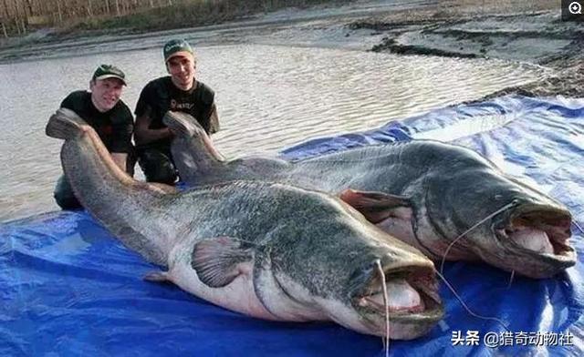 世界最大的鲶鱼有多重（世界最大鲶鱼多少斤）