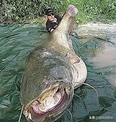 世界最大的鲶鱼有多重（世界最大鲶鱼多少斤）