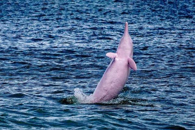 粉红瓶鼻海豚图片（粉红瓶鼻海豚吃人）