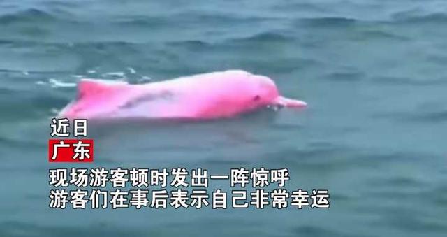 粉红瓶鼻海豚图片（粉红瓶鼻海豚吃人）