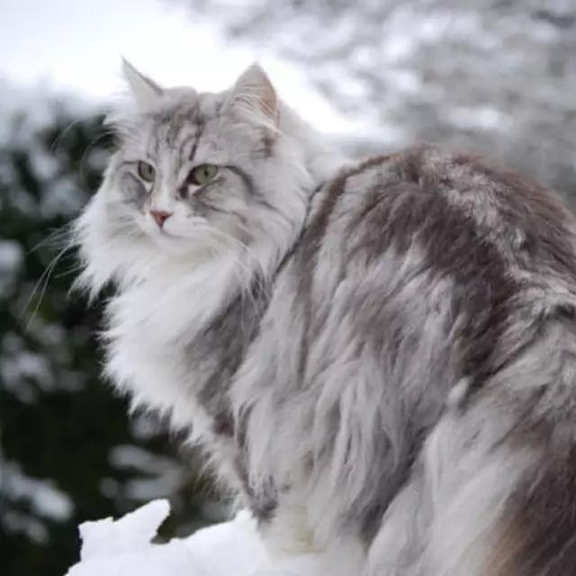 西伯利亚森林猫大概多少钱（纯种西伯利亚森林猫多少钱一只）