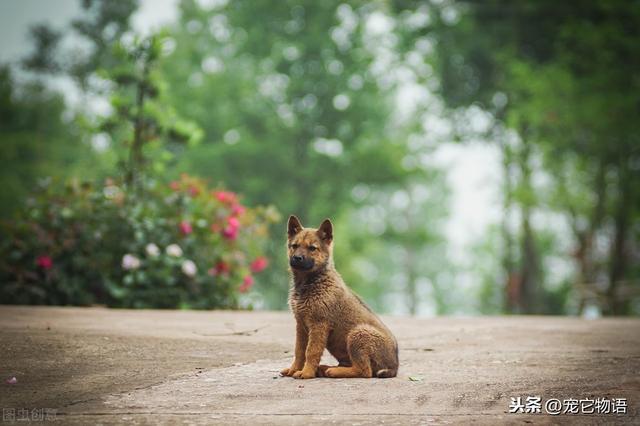 狗狗伤感忧伤的图片（最忧伤的狗狗图片）