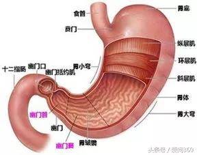 通道医学之：胃部结构及血液循环