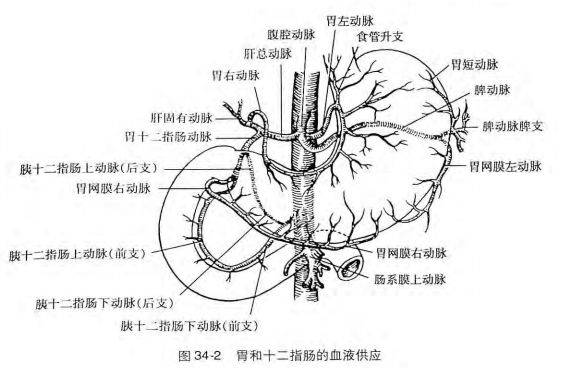 通道医学之：胃部结构及血液循环