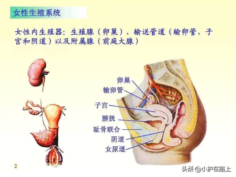 子宫的左邻右舍，你知道吗？