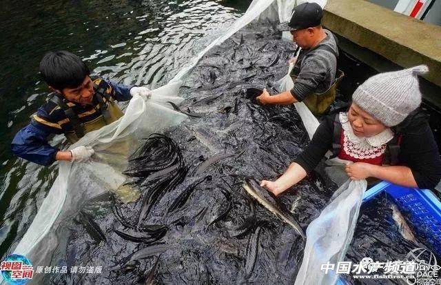鲟鱼养殖利润高达10元/斤，2年赚250多万！