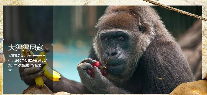 郑州动物园旅游攻略：门票多少钱，开门时间，主打动物等
