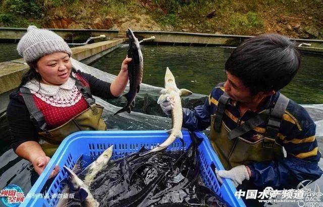 鲟鱼养殖利润高达10元/斤，2年赚250多万！