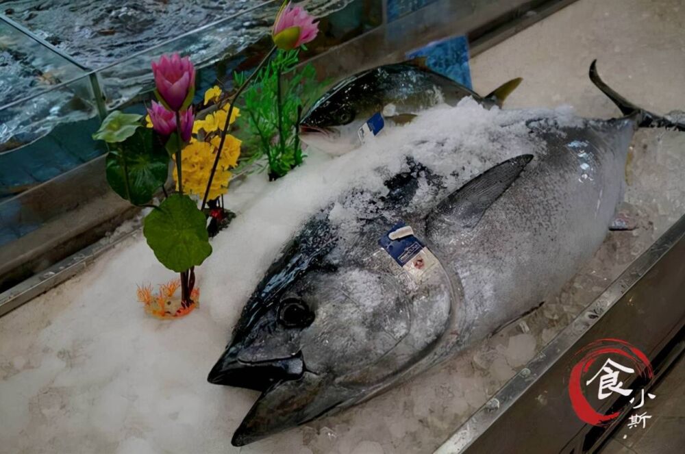 蓝鳍金枪鱼在日本有多受欢迎？1条鱼卖出2000多万人民币
