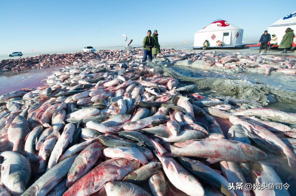 菜市场的鲢鱼3.5一斤，查干湖299万一条，为何差异这么大？