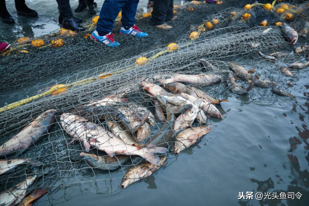 菜市场的鲢鱼3.5一斤，查干湖299万一条，为何差异这么大？