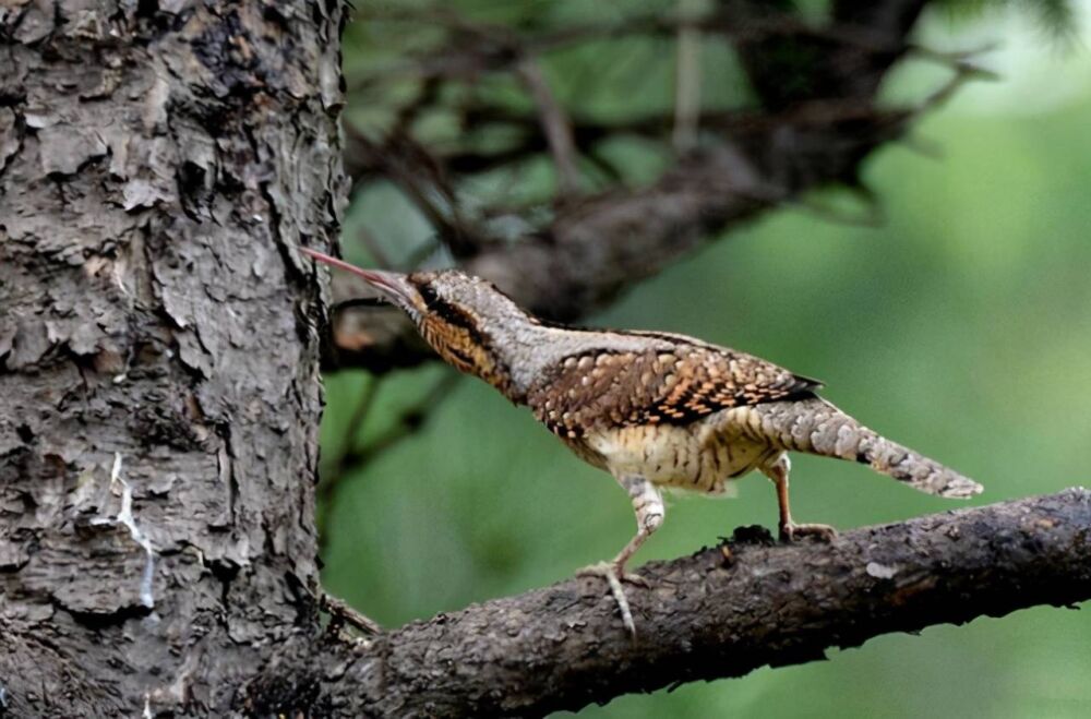 有“森林医生”之称的啄木鸟，到底是益鸟还是害鸟？