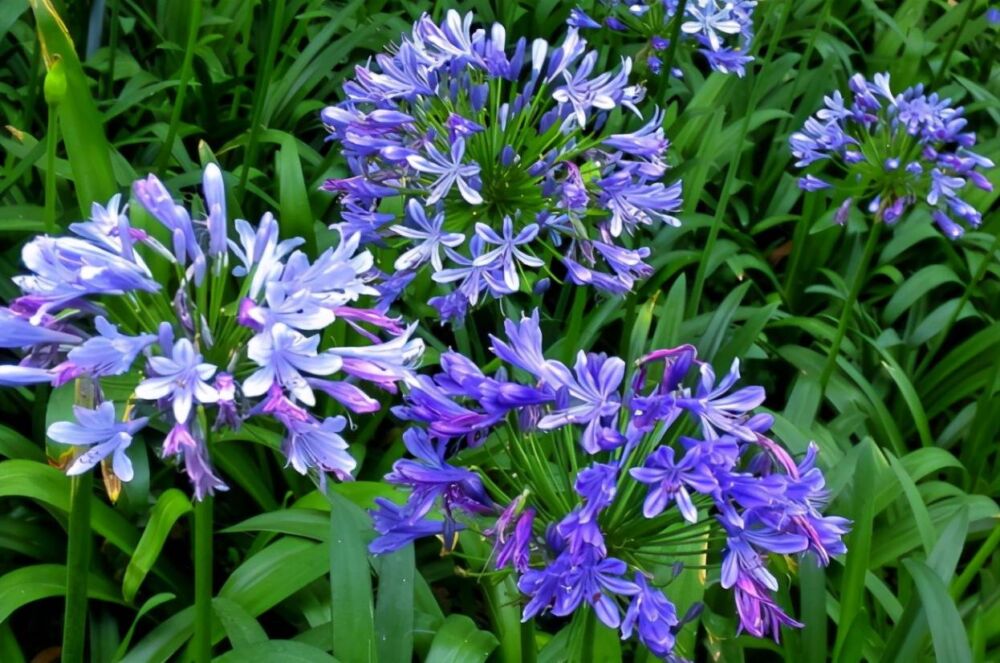 蓝色看着就“清凉”，炎热夏日这7种花要养一盆，开花蓝色非常美