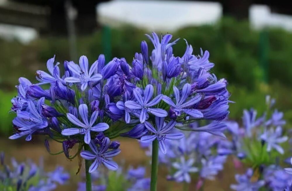 蓝色看着就“清凉”，炎热夏日这7种花要养一盆，开花蓝色非常美