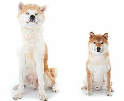 柴犬跟秋田犬有什么区别？为什么柴犬更适合家养？