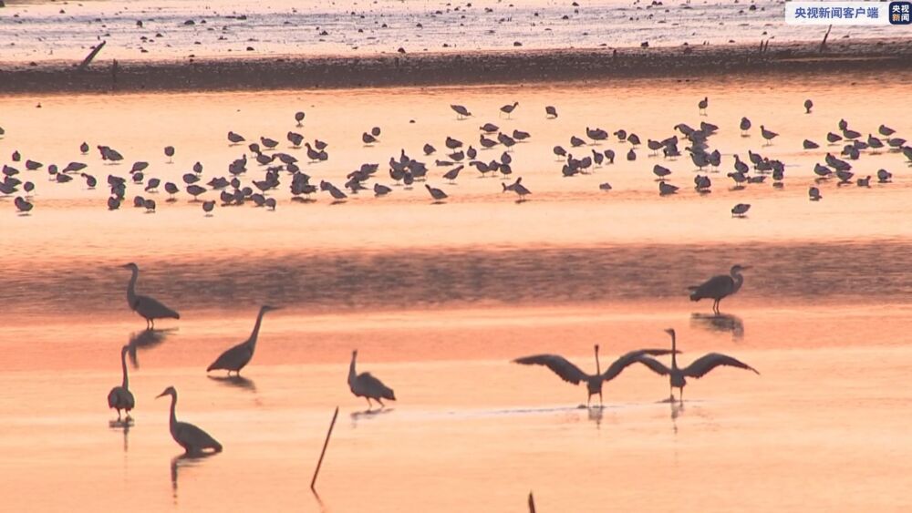 安徽池州六万只候鸟云集升金湖，天鹅白鹤皆现身