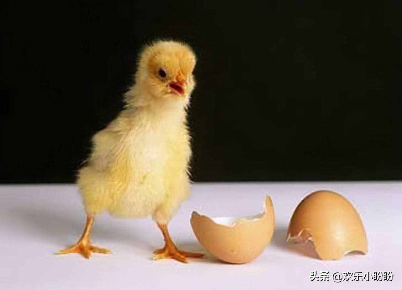 世界上到底先有鸡还是先有蛋？答案有了，事实证明我们都错了