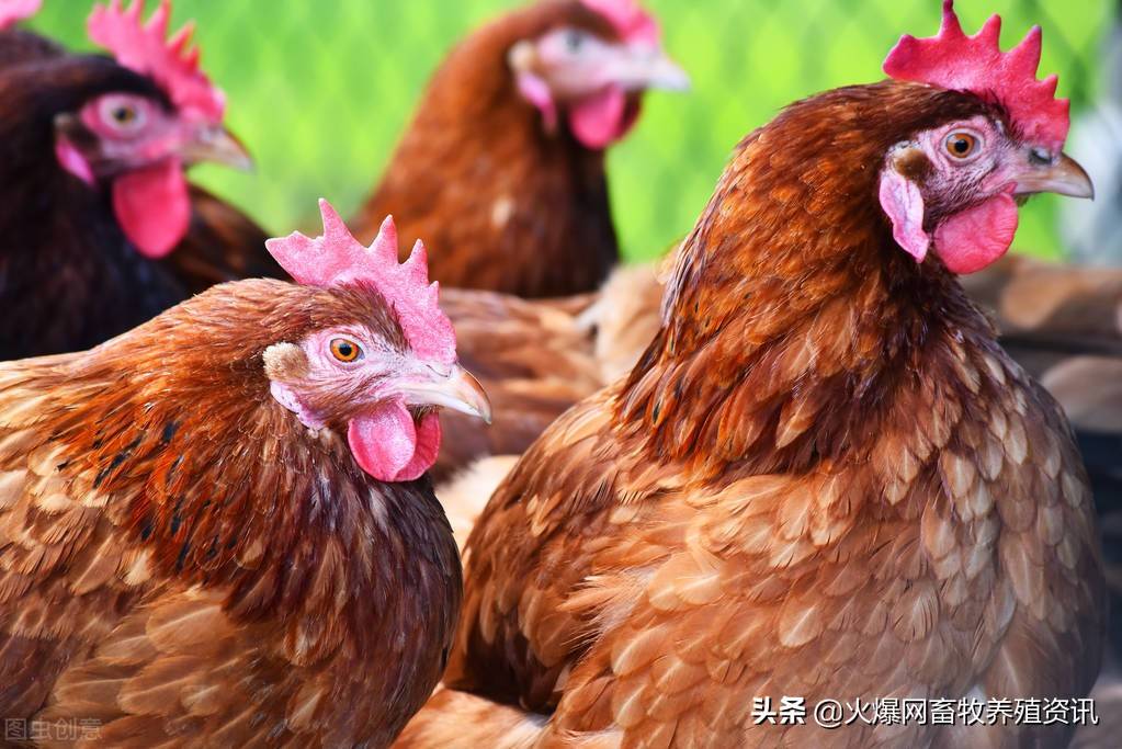 家禽的主要种类有哪些？家禽养殖的常见方式是什么？