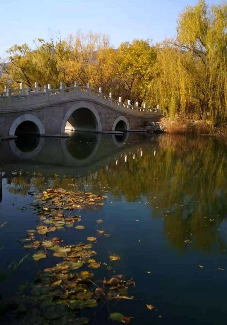 免费！北京一大公园，四个颐和园大，麋鹿成群，孔雀与人一同散步