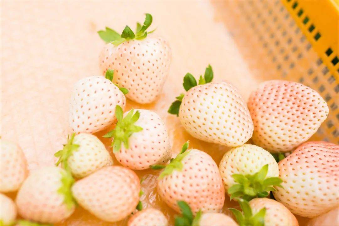 一斤880元！“白色草莓”火出天际，网红水果能种吗？