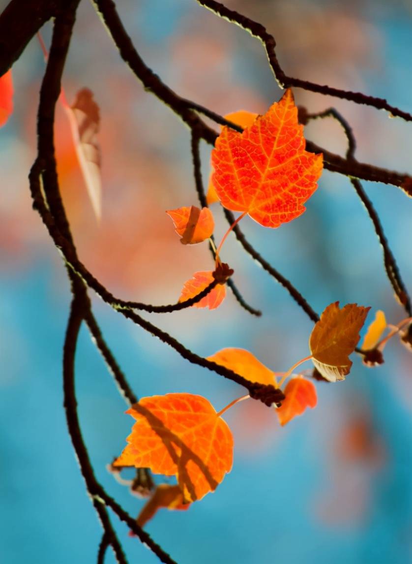 「诗词鉴赏」年年最爱秋光好，在诗词中感受不一样的秋日风情