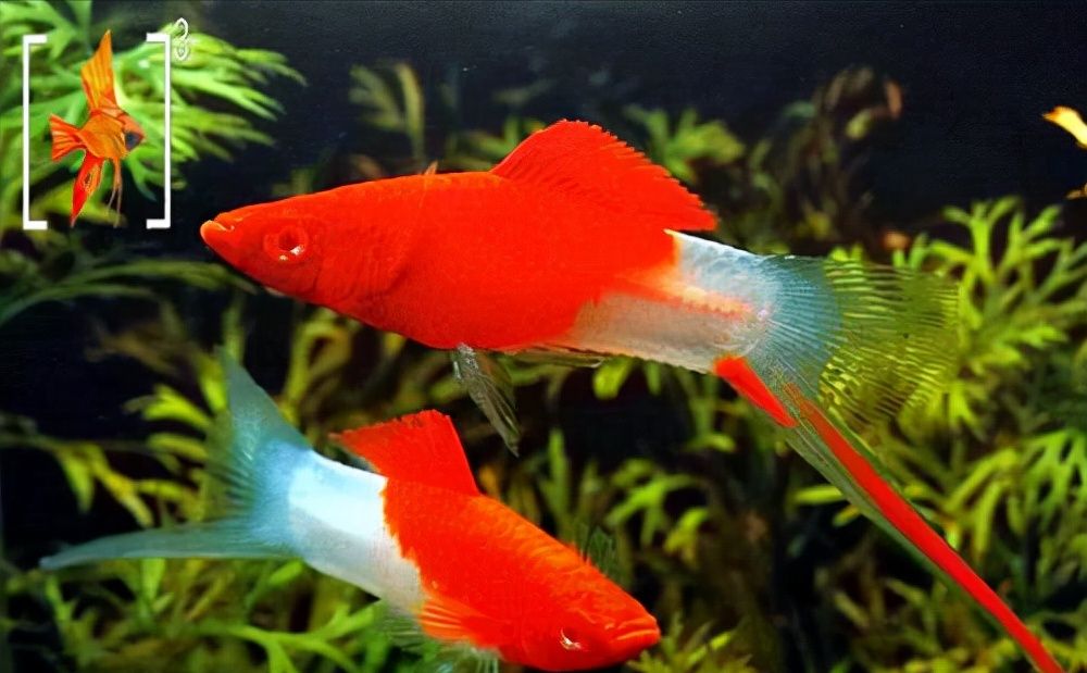 近百种热带鱼欣赏