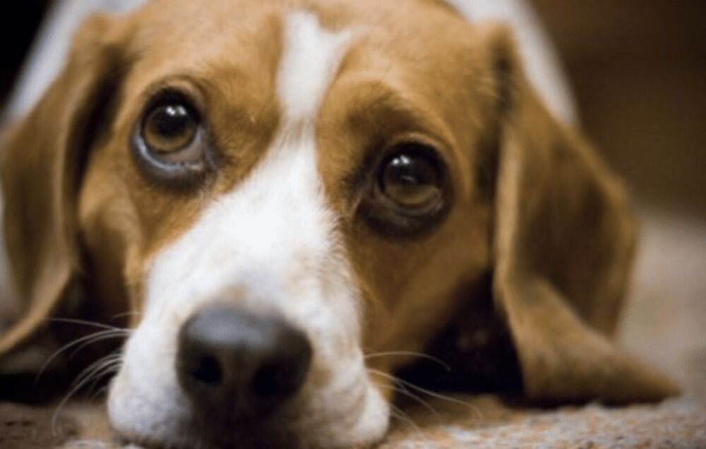 耳朵下垂的狗狗表情实在太丰富了，那么它的品种有哪些呢？