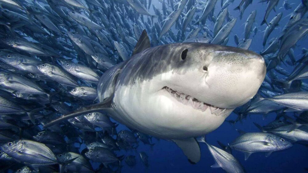 鲨鱼牙齿锋利无比，全球变暖却让它们面临被海洋腐蚀的危险